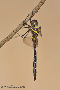 Macromia illinoiensis, female